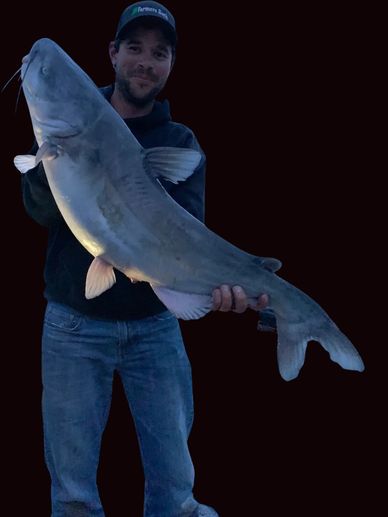 Blue catfish
