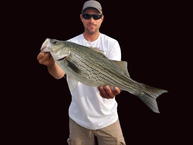 Hybrid Stripped Bass Wiper