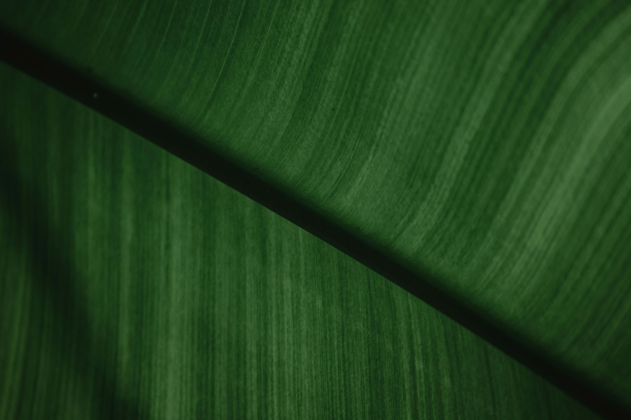Close-up of a vibrant green leaf with detailed veins.