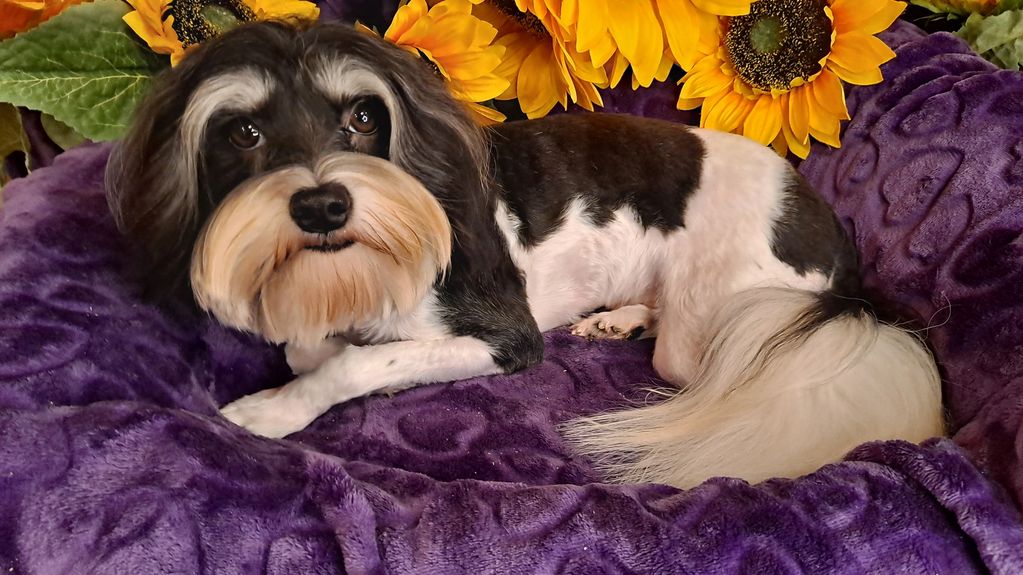 havanese, lowchen breeder, Lowchen Puppies For Sale,  hypoallergenic, calikij,POTRERO'S,ROMAN REIGN
