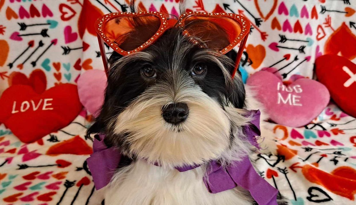 havanese, lowchen breeder, Lowchen Puppies For Sale,  hypoallergenic, calikij,POTRERO'S,ROMAN REIGN