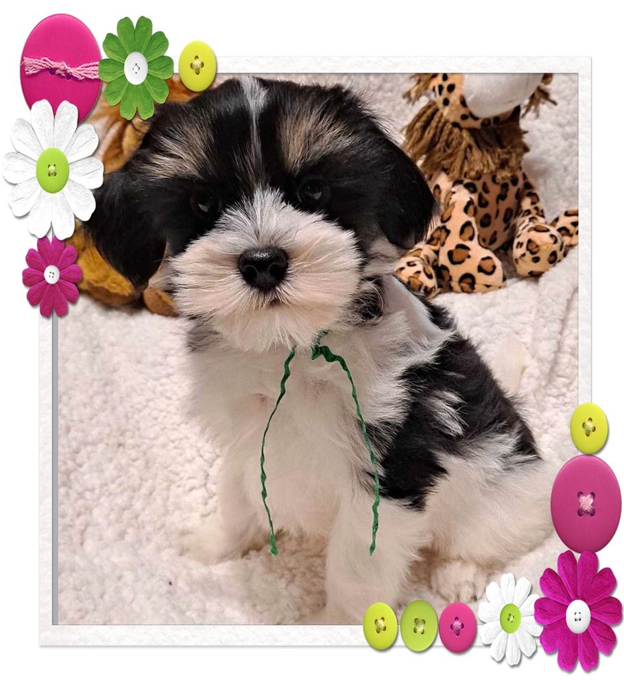 lowchen, lowchen puppy, lowchen usa,lowchens , black & white lowchen puppy,#lowchen, #littleliondog