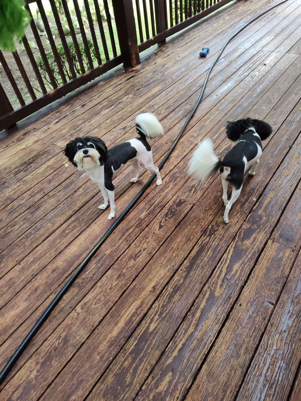 lowchen puppies ohio, lowchen breeder, willow creek,Kelevaryeh,potrero,lowchen club,little lion dog