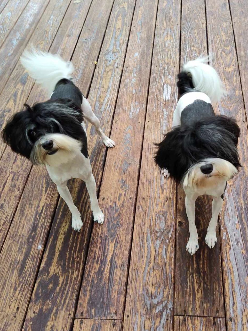 havanese, lowchen breeder, Lowchen Puppies For Sale,  hypoallergenic, calikij,POTRERO'S,ROMAN REIGN