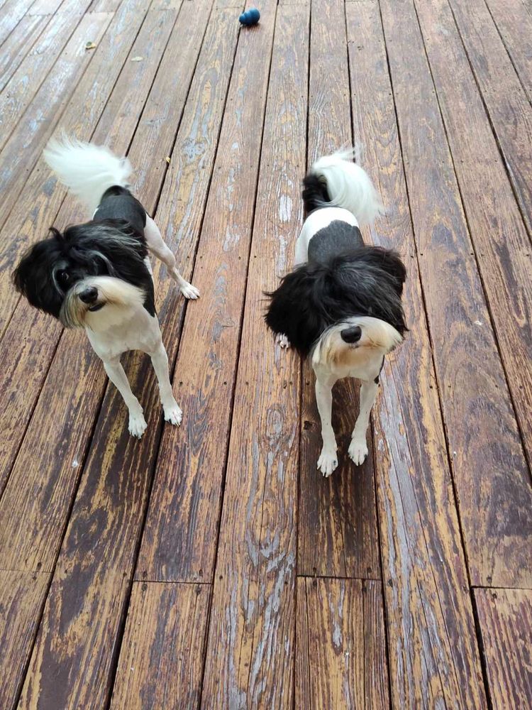 LOWCHEN, HAVANESE, OHIO HAVANESE, BLACK AND WHITE HAVANESE, AKC, LOWCHEN PUPPIES