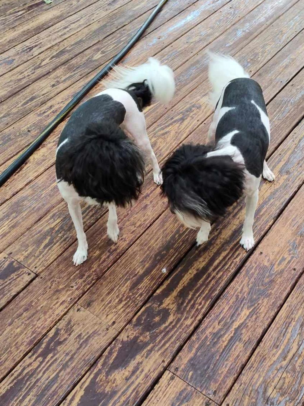 havanese, lowchen breeder, Lowchen Puppies For Sale,  hypoallergenic, calikij,POTRERO'S,ROMAN REIGN