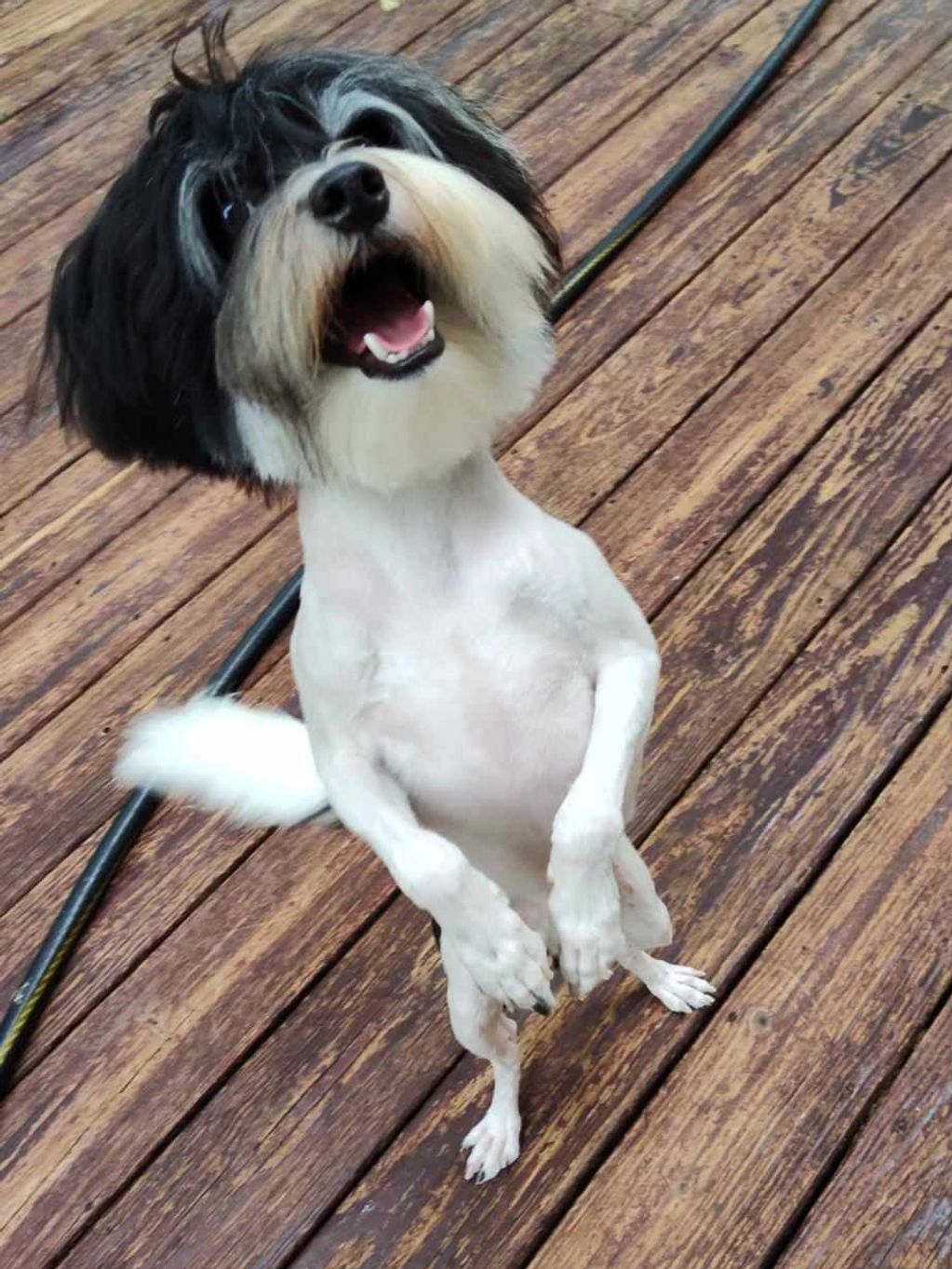 havanese, lowchen breeder, Lowchen Puppies For Sale,  hypoallergenic, calikij,POTRERO'S,ROMAN REIGN