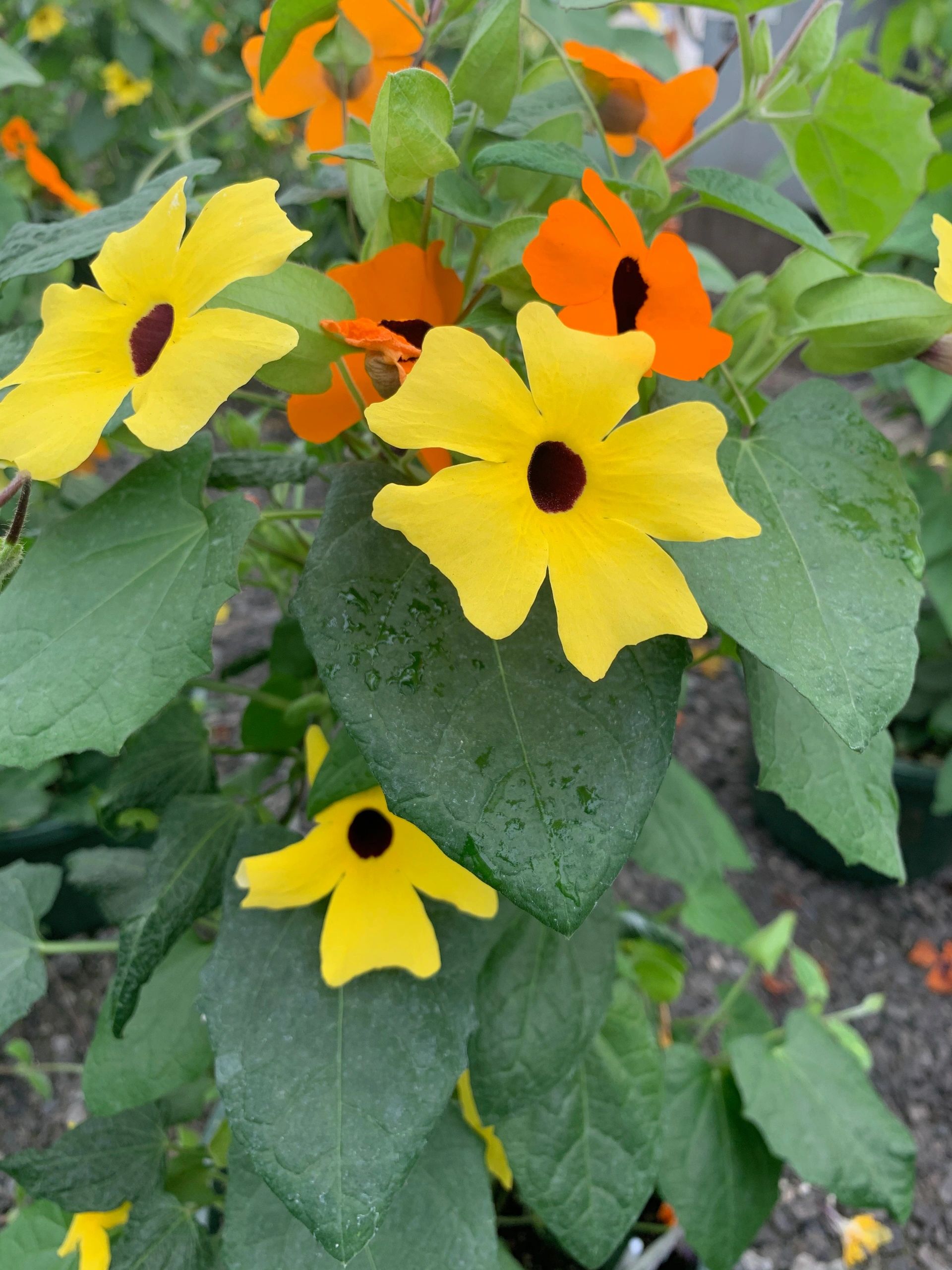 Earsing's Greenhouse - Greenhouse - West Seneca, New York