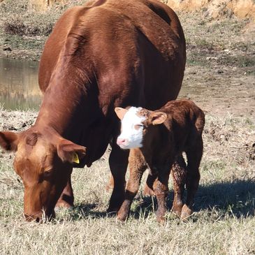 1 day old F1 Red Super Baldy calf from Red Brangus cow bred to Hereford bull.
