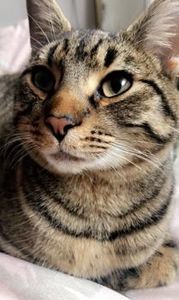 James Marton Celebrant. Creating your Pet Memorial Service.