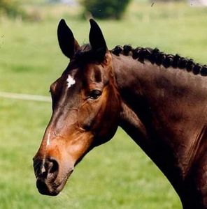 James Marton Celebrant. Creating your Pet Memorial Service.