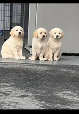 Registered Dog Breeder
Purebred Golden Retriever &
Mini-Dachshund puppies
Buderim, Sunshine Coast