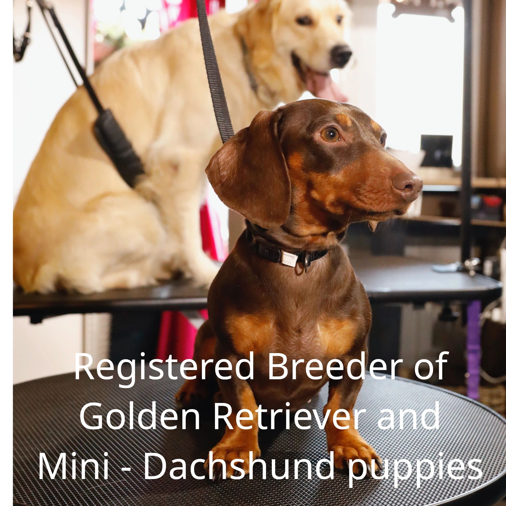 Registered Dog Breeder
Purebred Golden Retriever &
Mini-Dachshund puppies
Buderim, Sunshine Coast