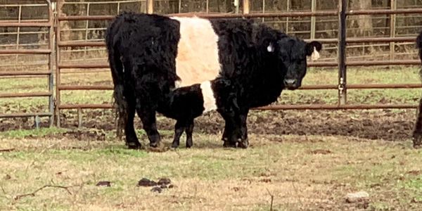 We had another new calf born this week.  Meet Kylie and her mom Patty.  She was born 1/20