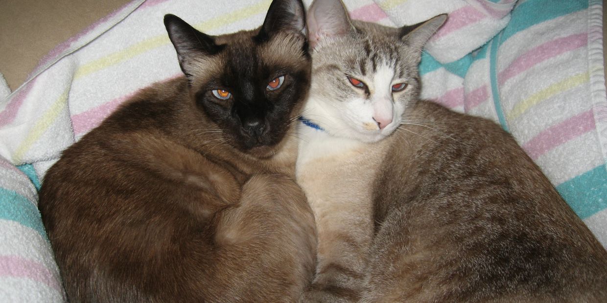 Two of my fur-babies, Willie and KC.  Be sure to ask me about my "miracle kitty" KC!