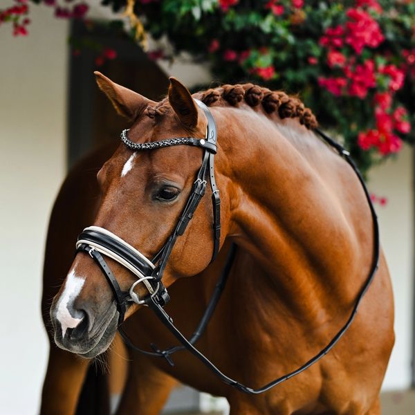 Bon Jovi
Borsalino X Quaterback
Gelding
2016