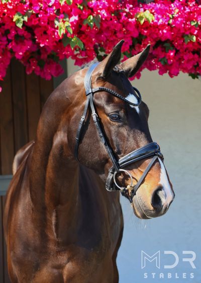 A majestic brown horse with a bridle stands against vibrant pink flowers.