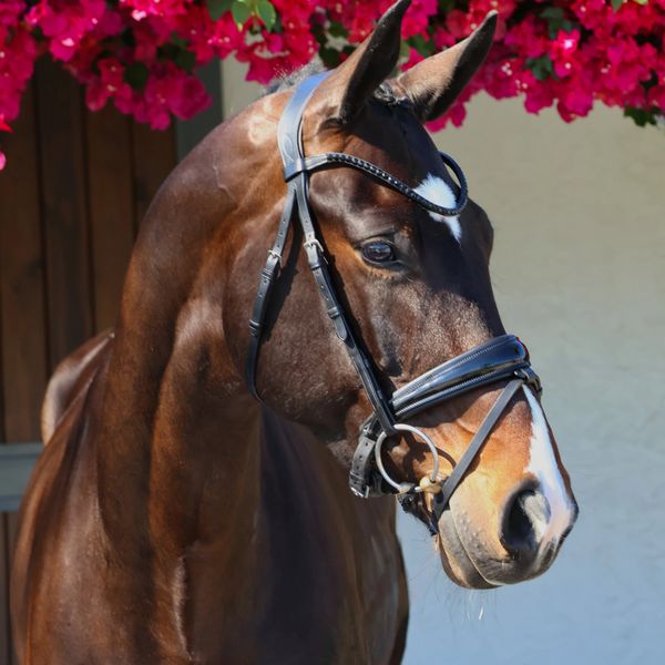 Rise To Glory
"Gloria"
Glock's Victorio Grande X Spielberg
Mare
2021