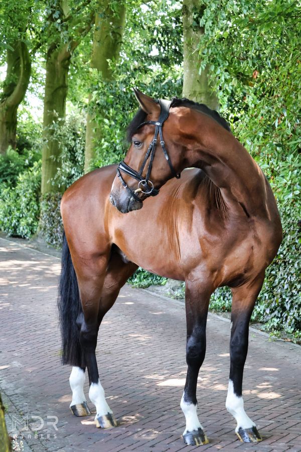 A bay horse standing on a path looking back.