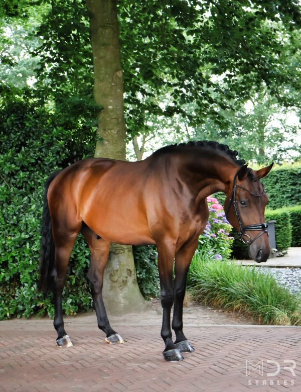 A shiny bay horse standing outdoors near trees.