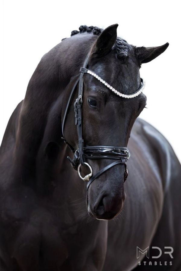 Elegant black horse with braided mane and jeweled bridle.