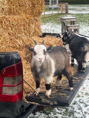 Goats near Straw bales