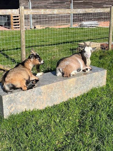 Goats chilling out