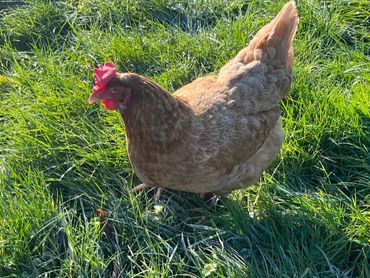 Free ranging Chicken