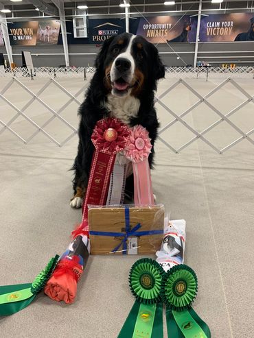 2023 National Specialty 2nd place Rally and 1st place Obedience Brace