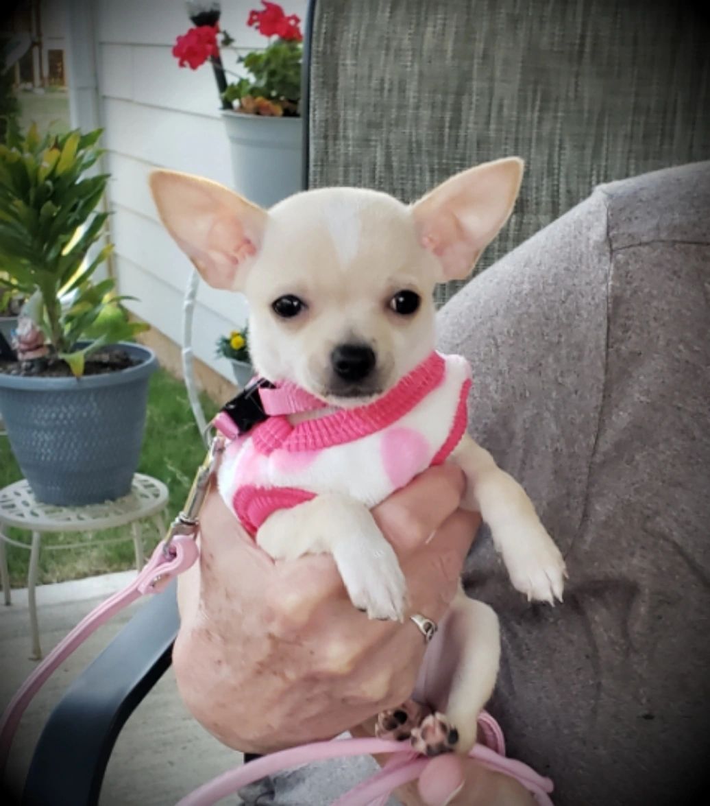This is Lady Penelope, born 03/04/2022. Lulu's puppy
