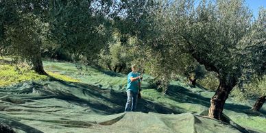 Person harvesting olives with nets spread under olive trees.