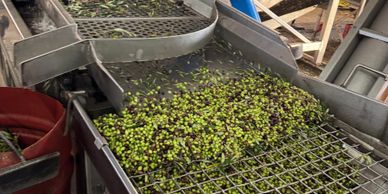 Olives being sorted on a metal conveyor system in an olive processing facility.