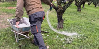 Person spreading fertilizer in an orchard using a wheelbarrow and handheld spreader.