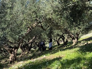 Two people working among olive trees on a sunny day.