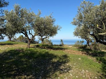 Olive trees under a clear blue sky with a sea view in the distance.