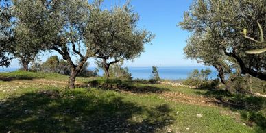 Olive trees under a clear blue sky with a sea view in the distance.