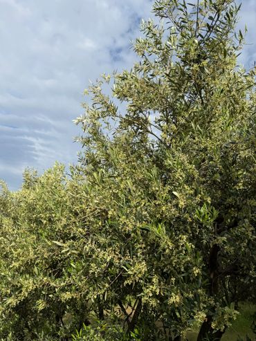 Olive tree branches with fresh green leaves and small flowers under a cloudy sky.