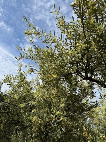 Olive tree branches with small yellow flowers under a partly cloudy sky.