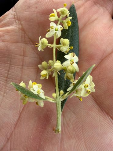 Close-up of tiny white and yellow flowers held in a hand.
