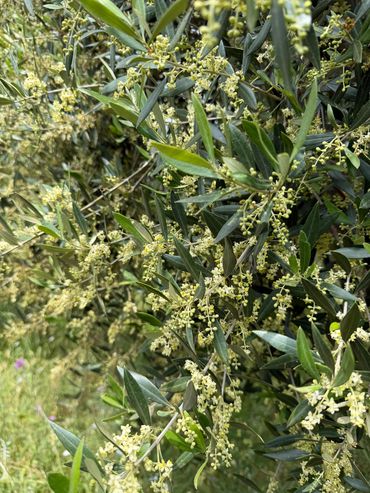 Olive tree branches with small yellow flowers in bloom.