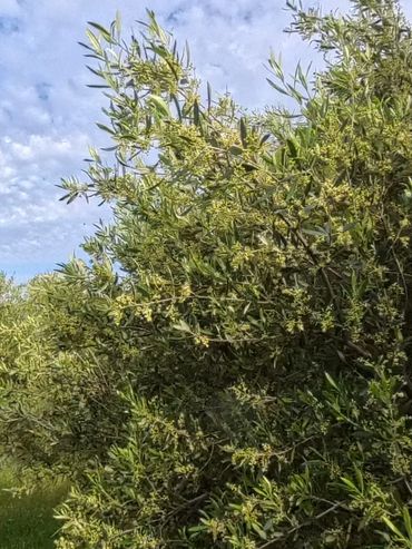 A dense olive tree with green leaves and small yellow flowers under a cloudy sky.