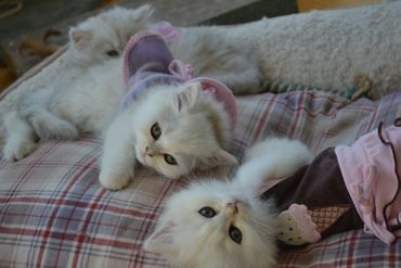 White Munchkin kittens in dresses