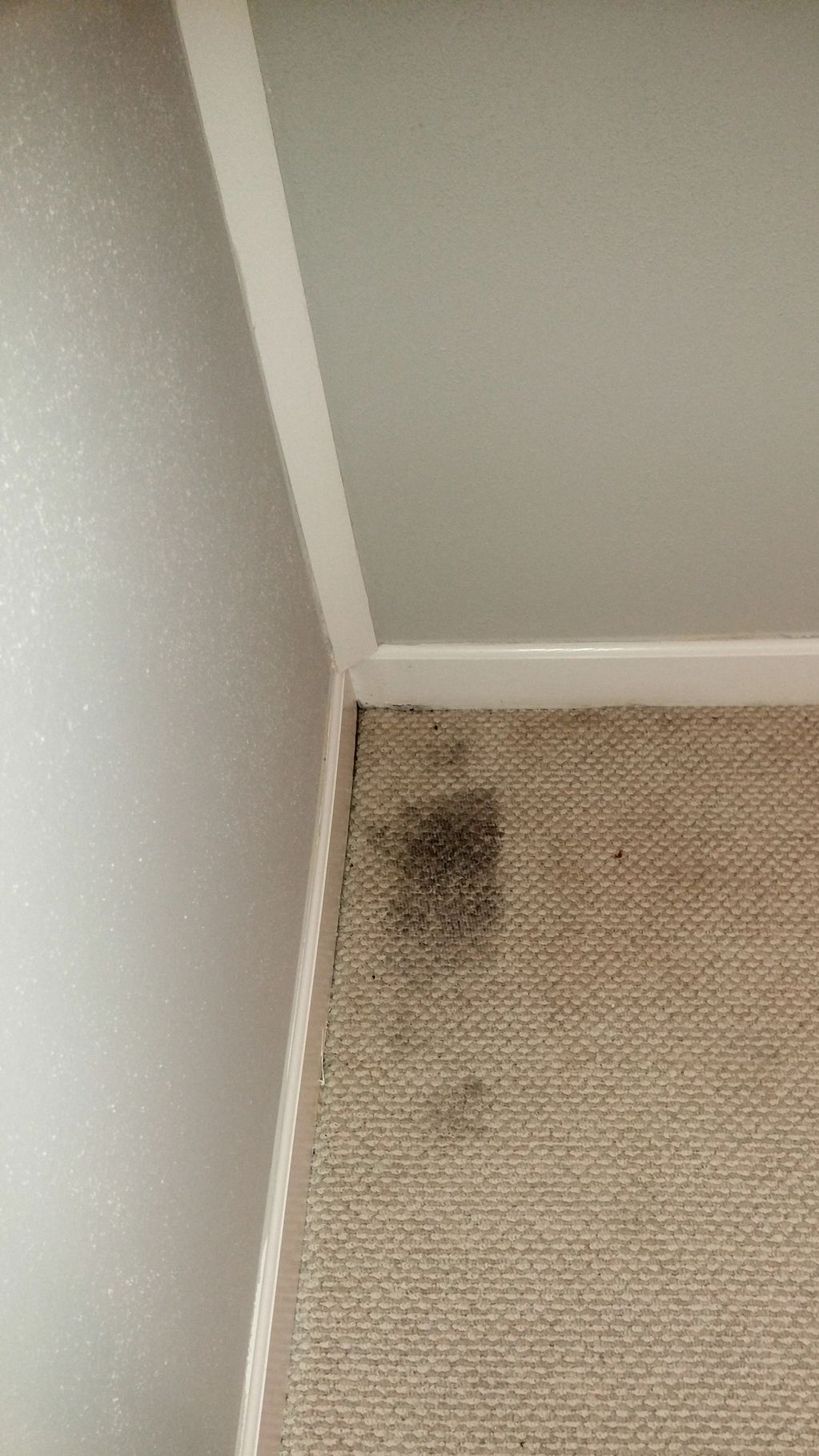 Stain in customers berber carpet before carpet cleaning 