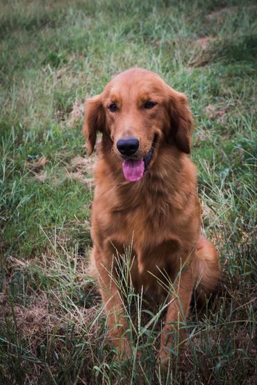 Male Golden Retriever