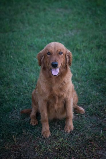 Female Golden Retriever