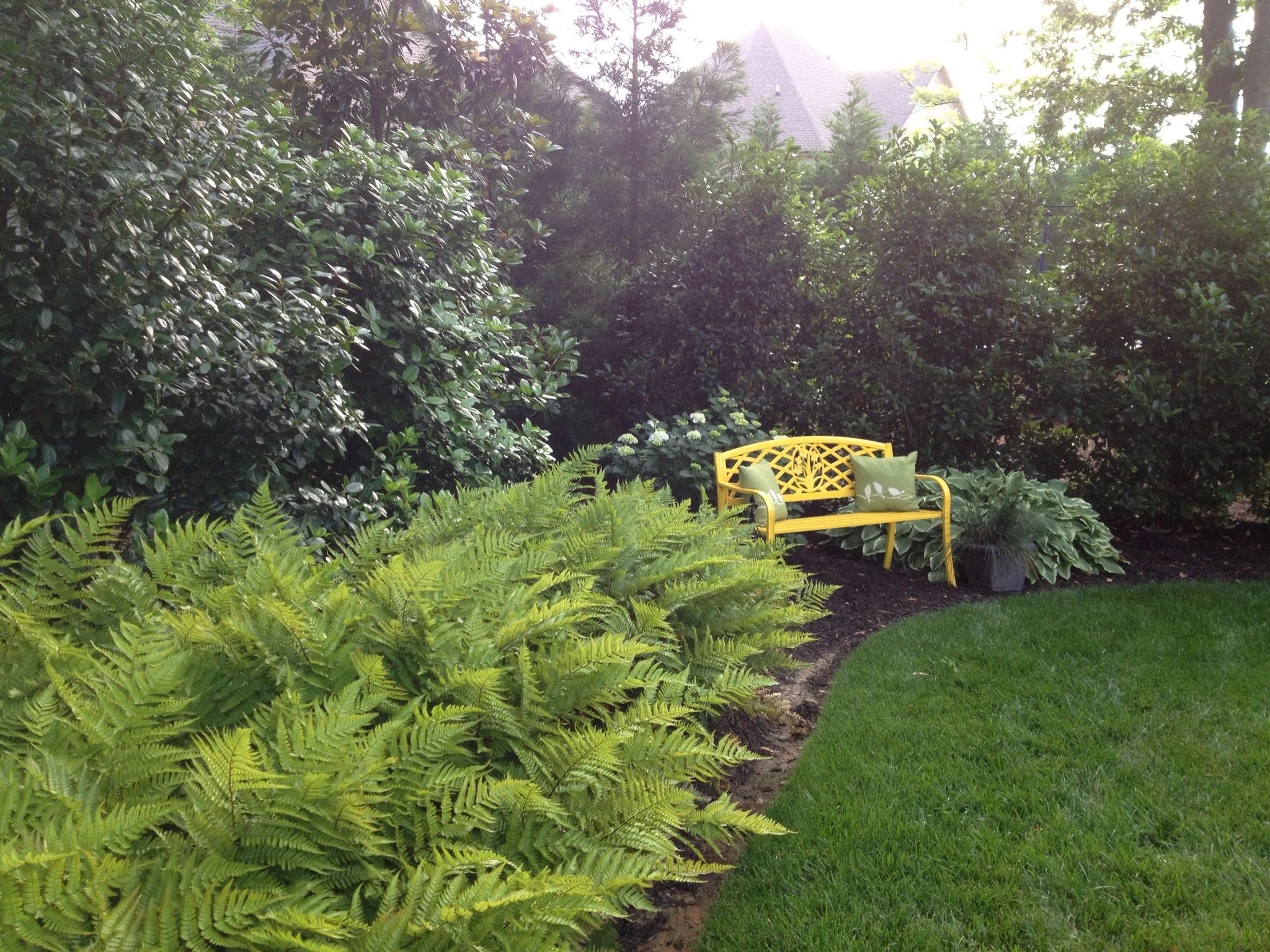 Curly willow adds shade, visual interest to the garden – Redlands Daily  Facts