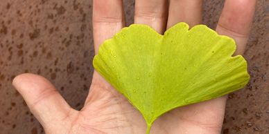 A photo of a ginko leaf on a hand. representing growth.
