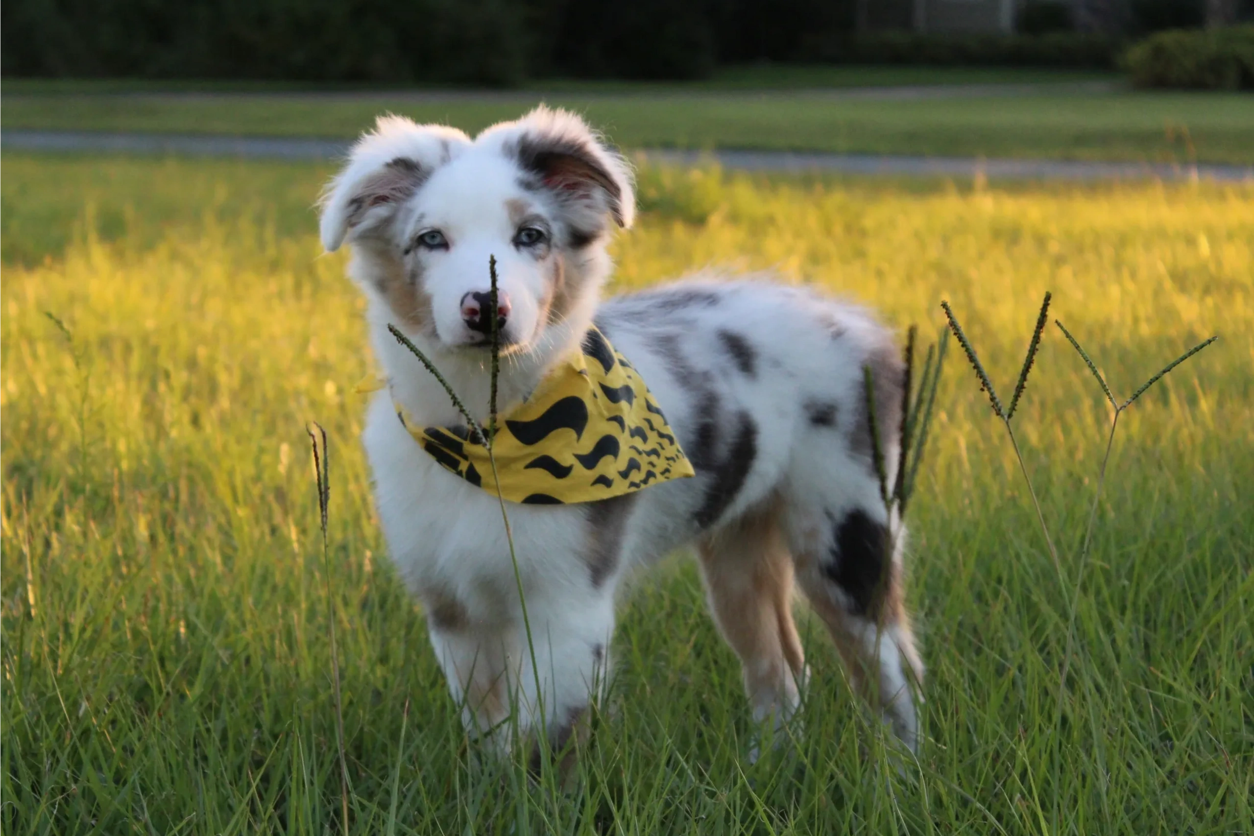 Prestige Australian Shepherds