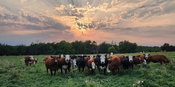 A herd of cows in a green field at sunset.