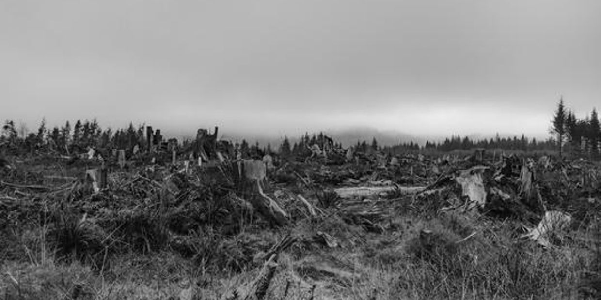 Deforested land with tree stumps under a cloudy sky.